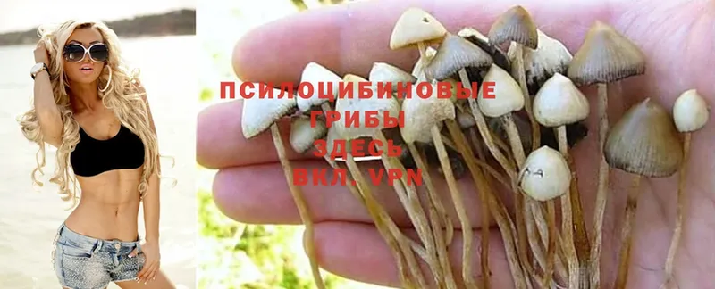 Псилоцибиновые грибы Cubensis  купить  цена  Нерехта 